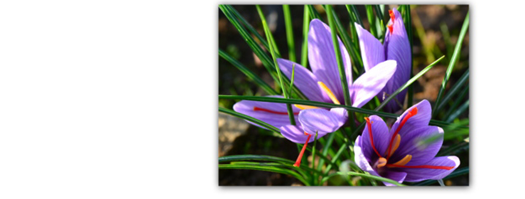 le crocus-sativus