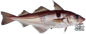 recettes d'églefin ou haddock'